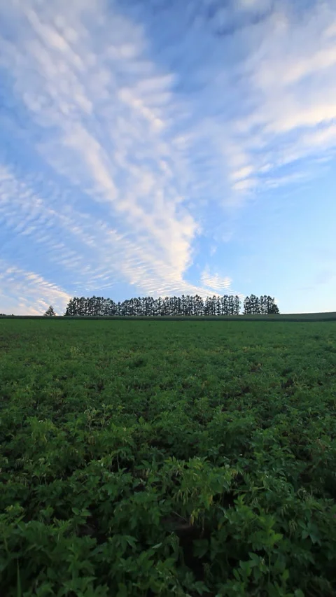 The Larch Grove and Sunset Clouds on Mild Seven Hill 스톡 동영상 330258918