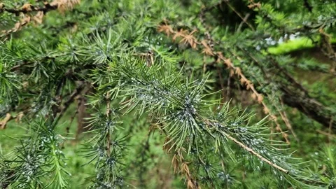 The larch hermes is a small sucking pest of conifers Vidéo 337058320