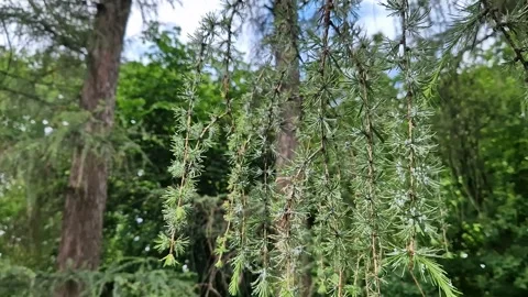 The larch hermes is a small sucking pest of conifers Vidéo 337058333