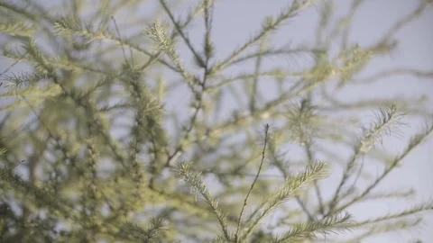 Larch Leaf and Branches Moving in the Wind at Sunset 스톡 동영상 93768074