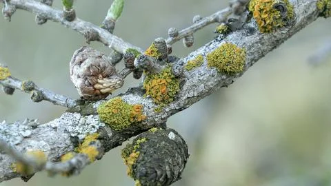 Larch, lichen Stock Photos