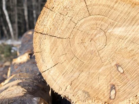 Larch Log Detail Stock Photos