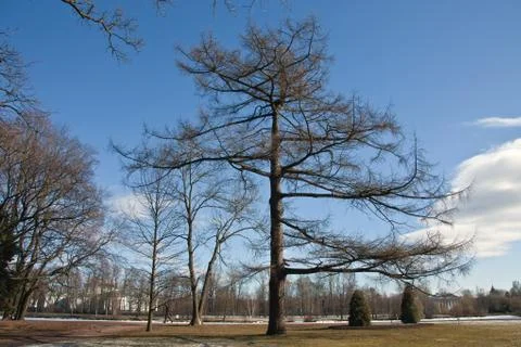 Larch in the meadow Stock Photos