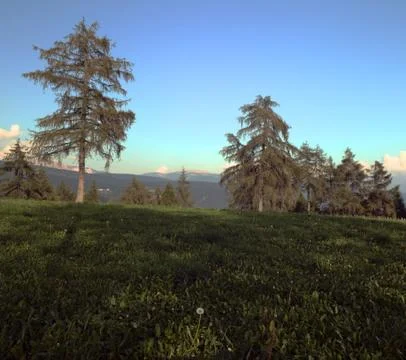 Larch meadows Stock Photos