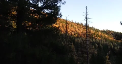 Larch mountain crane up 動画素材 172672371