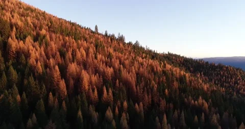 Larch Mountain drone 6 動画素材 172671562