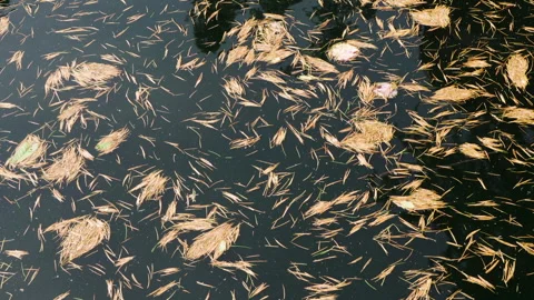 Larch needles floating on the water Stock Footage 245063742