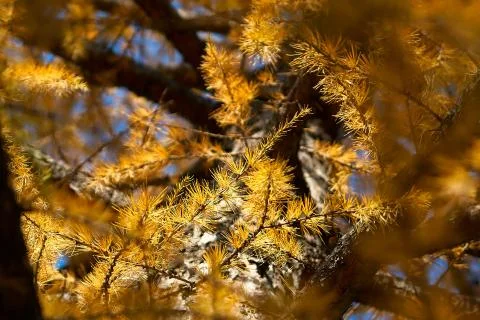 Larch needles Stock Photos