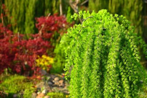 Larch is the only coniferous tree that drops the needles for the winter. Photos