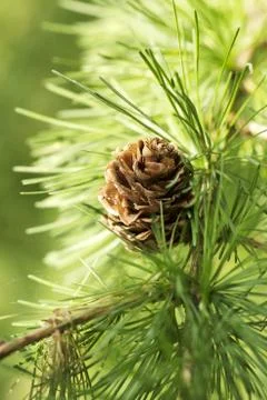 Larch Stock Photos