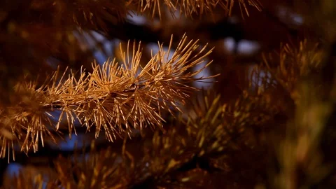Larch pine Close up Stock Footage 101986894