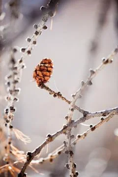 Larch pine cone Stock Photos
