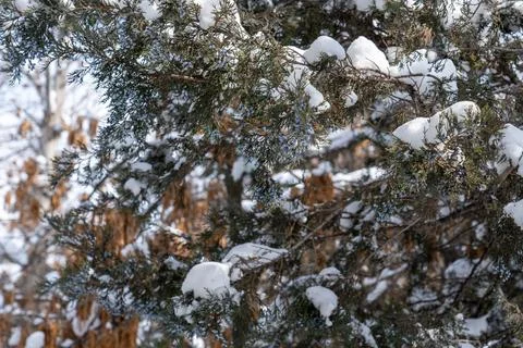 Larch, Pine, Snow, Winter, Cold, Forest, Tree, Fog, Spruce Stock Photos