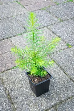 Larch seedling in container Stock Photos