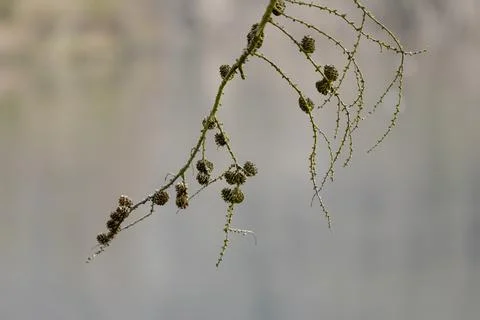 Larch in the spring light Stock Photos
