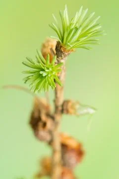 Larch spring Stock Photos