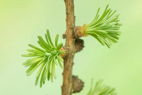 Larch spring Stock Photos