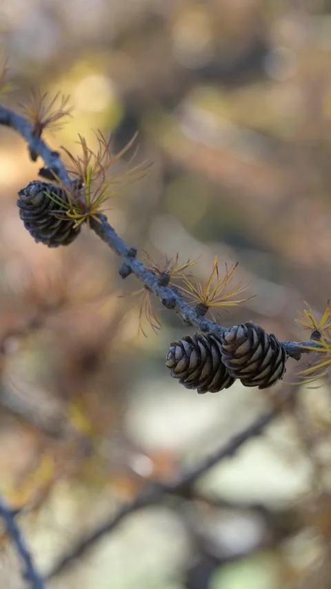 Larch stalks blowing in the wind Stock Footage 290239035