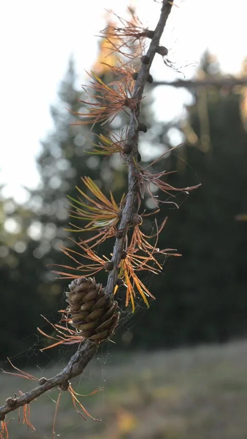 Larch stalks blowing in the wind Stock Footage 290239484