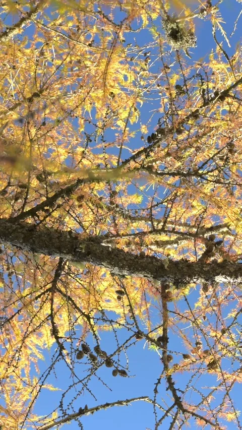 Larch stalks blowing in the wind Stock Footage 290241663