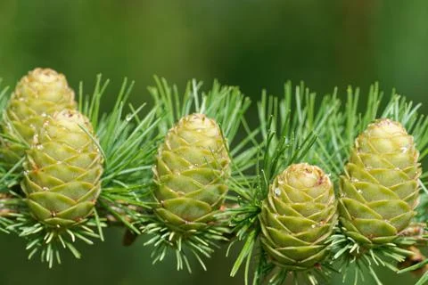 Larch strobili: five young ovulate cones with raindrops. Stock Photos
