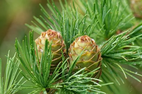 Larch strobili: five young ovulate cones with raindrops. Foto stock