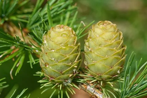 Larch strobili: five young ovulate cones with raindrops. Foto stock