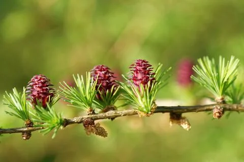 Larch strobili Stock Photos