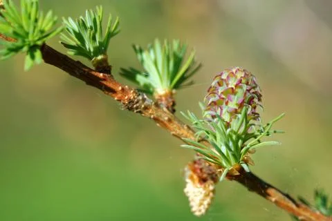 Larch strobili Stock-Fotos