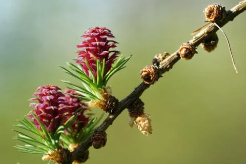 Larch strobili Stock Photos