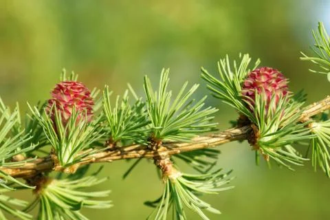 Larch strobili Stock Photos