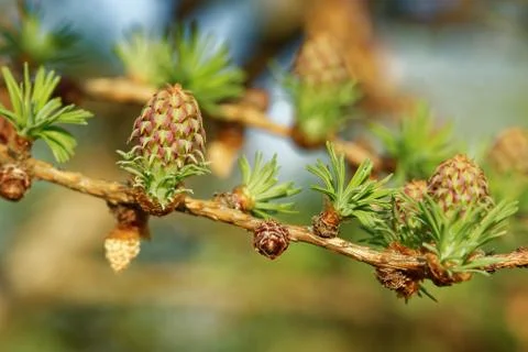 Larch strobili Stock Photos