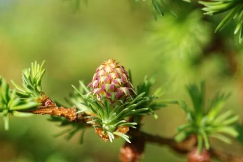 Larch strobili Stock-Fotos