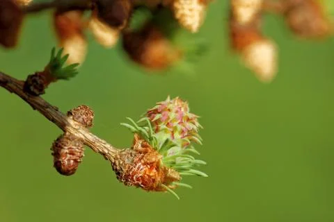 Larch strobili Stock-Fotos