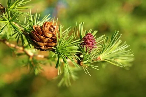 Larch strobili Stock Photos