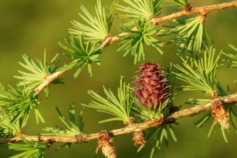 Larch strobili Stock Photos