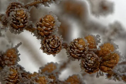 Larch strobili Stock Photos