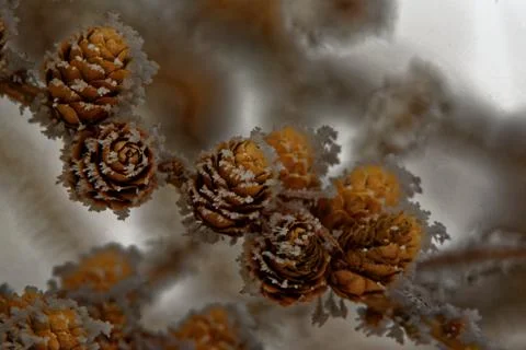 Larch strobili Foto stock