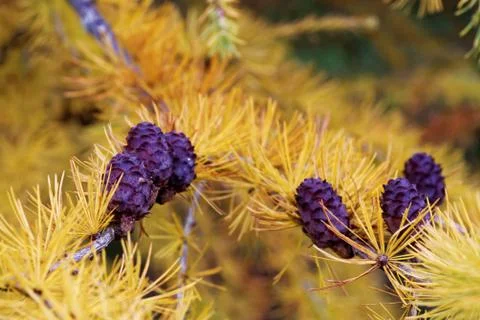 Larch strobili Stock Photos