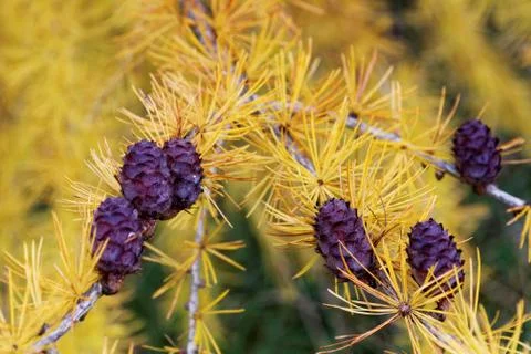 Larch strobili Stock-Fotos