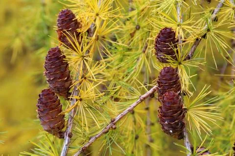 Larch strobili Stock-Fotos