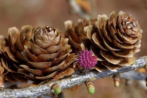 Larch strobili Stock Photos