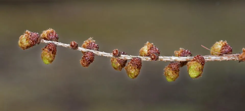 Larch strobili Stock Photos