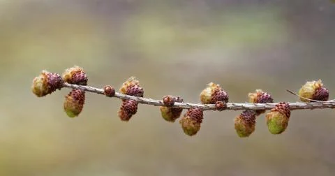 Larch strobili Stock Photos