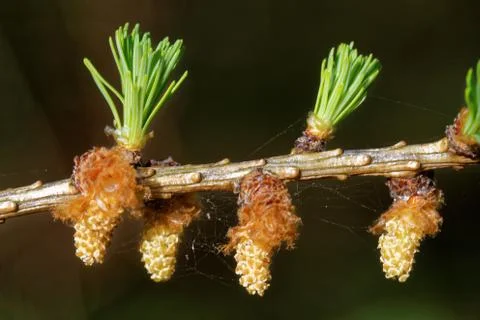 Larch strobili Stock-Fotos