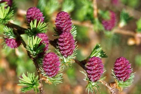 Larch strobili Stock Photos
