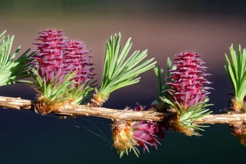 Larch strobili Stock-Fotos