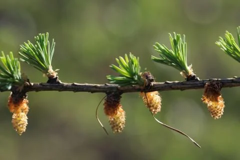 Larch strobili Stock Photos