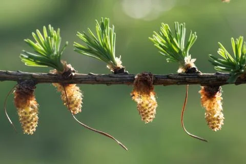 Larch strobili Foto stock