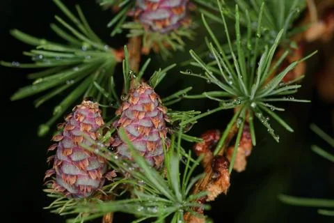 Larch strobili Stock Photos